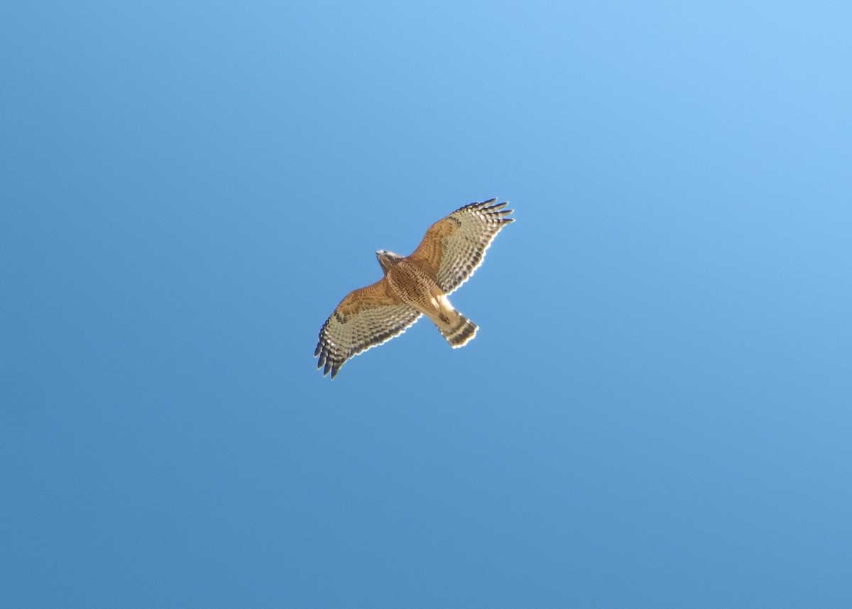 Red-shouldered Hawk - ML625459583