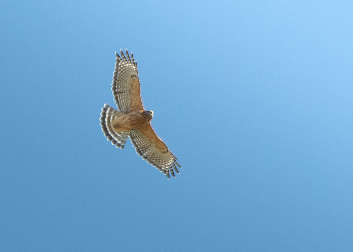 Red-shouldered Hawk - ML625459584