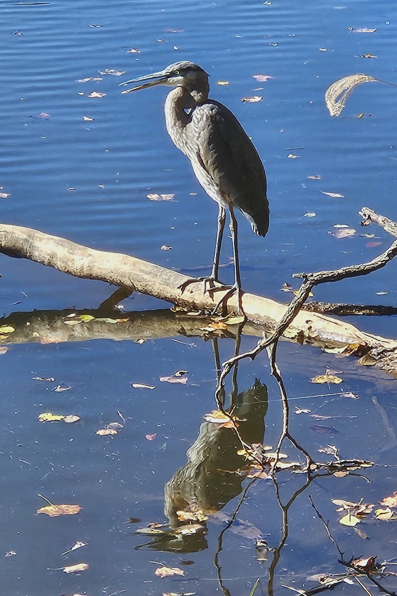 Garza Azulada - ML625459586