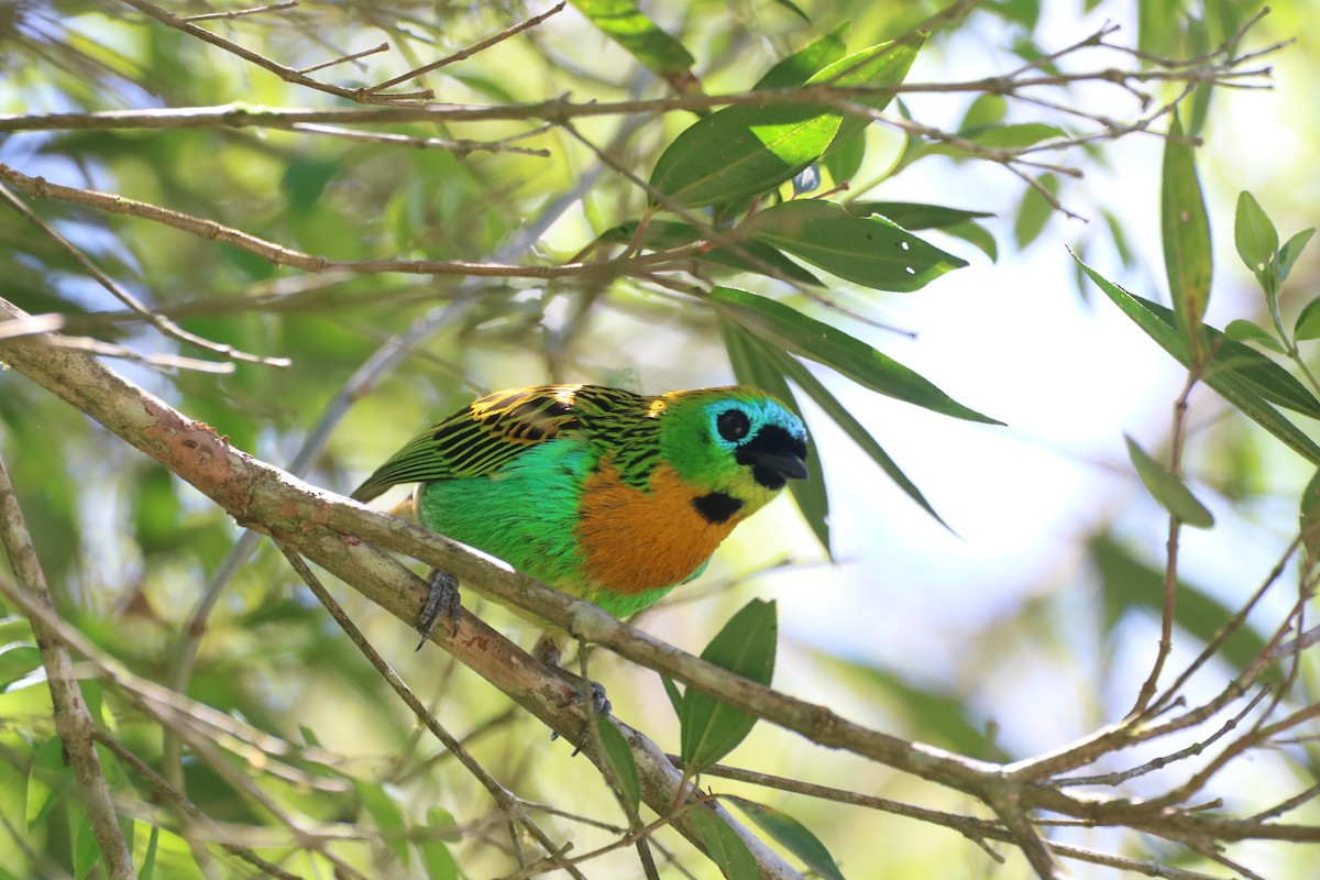 Brassy-breasted Tanager - Henrique Ressel