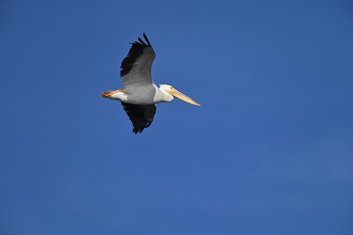 American White Pelican - ML625459728