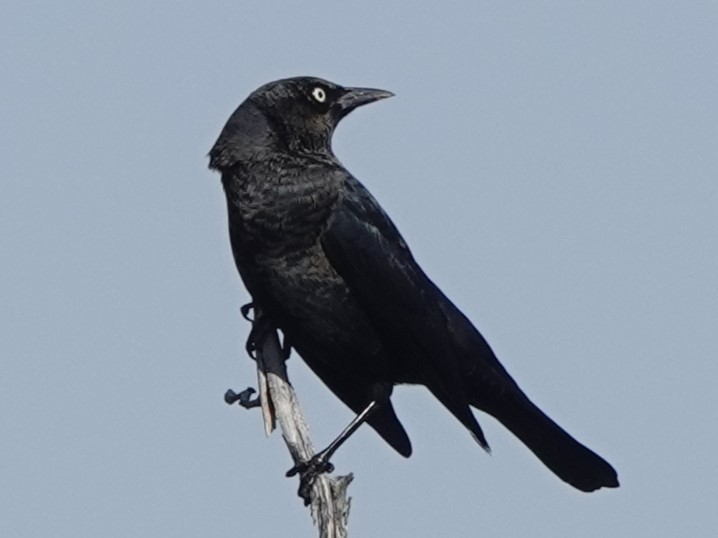 Rusty Blackbird - ML625459733