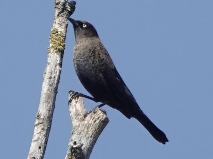 Rusty Blackbird - ML625459734