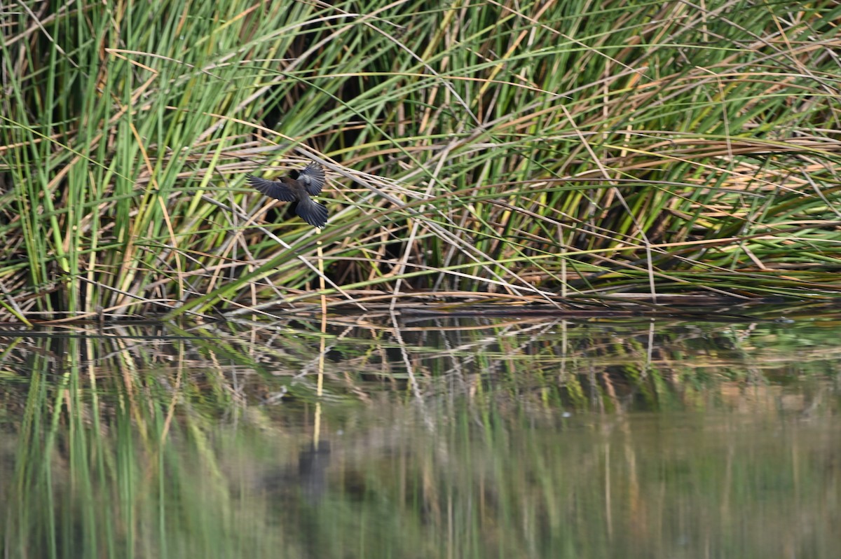 Great-tailed Grackle - ML625459773