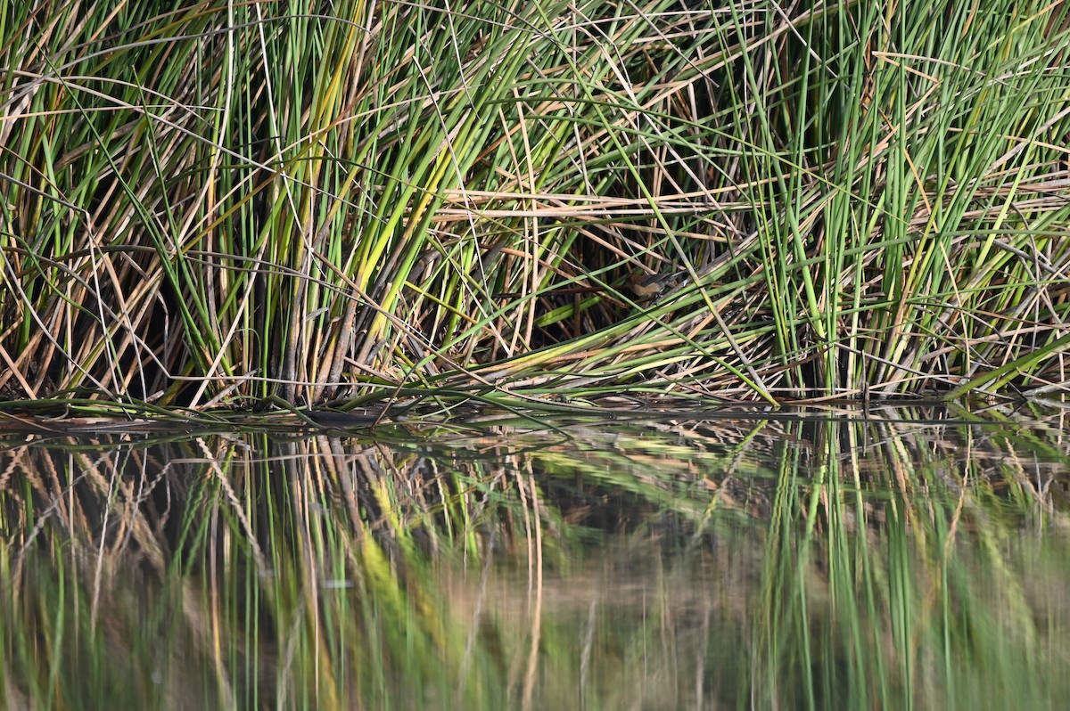 Great-tailed Grackle - ML625459774