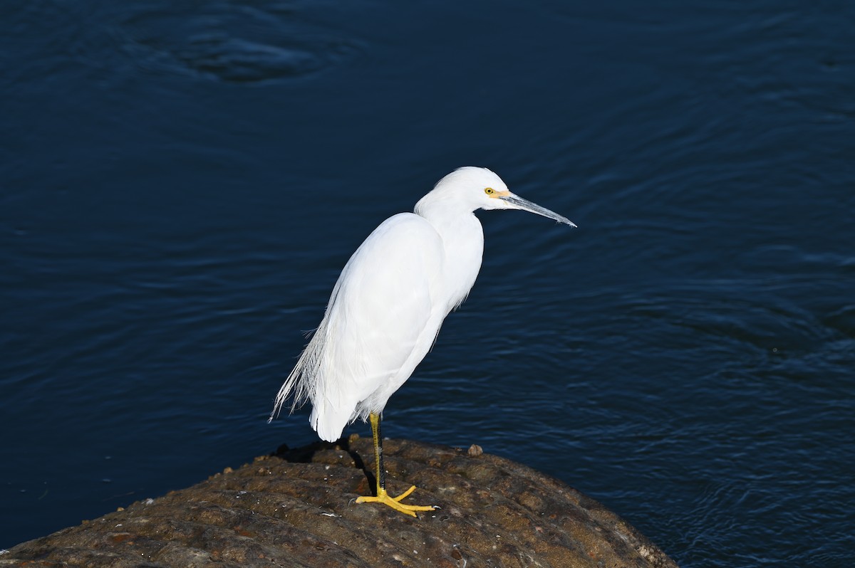 Snowy Egret - ML625459832