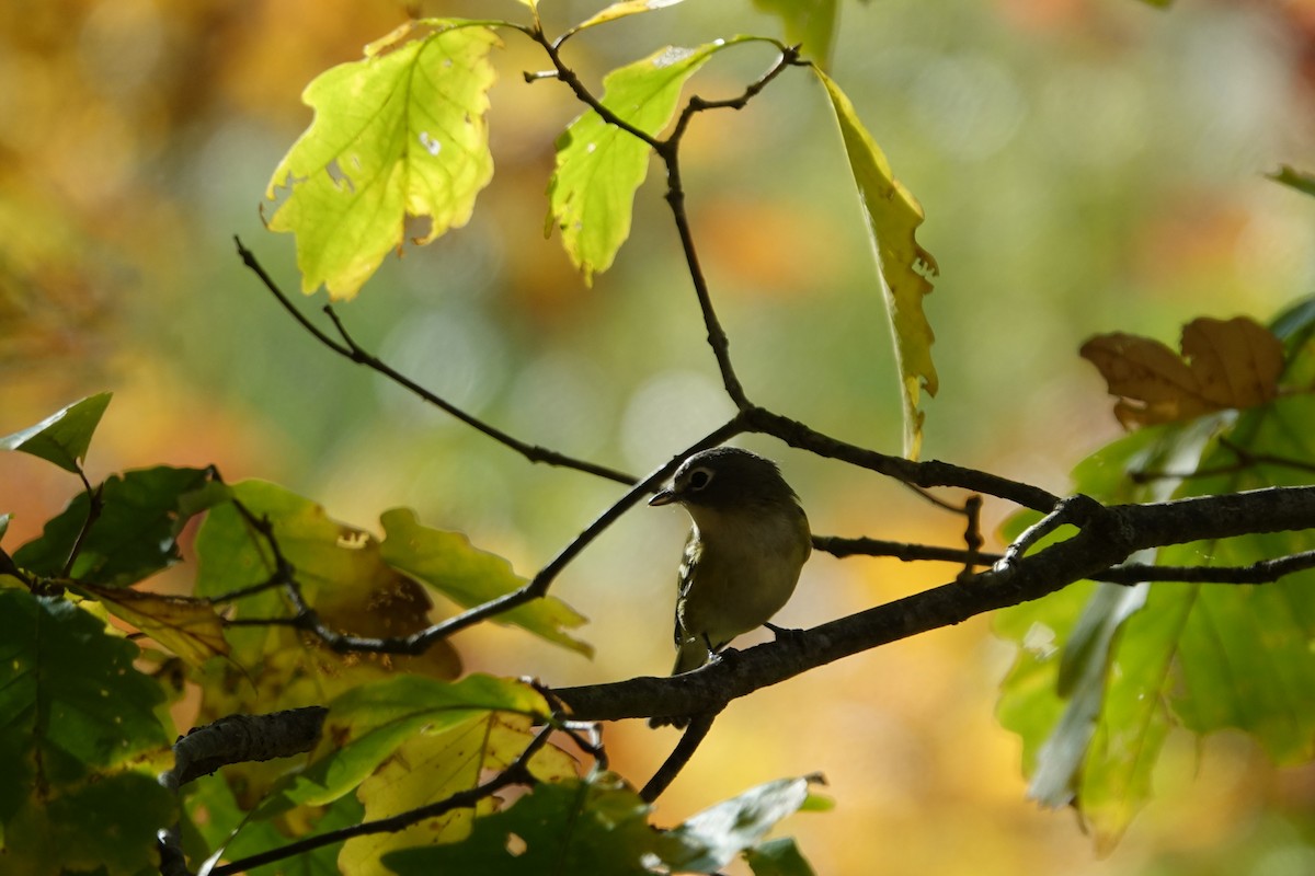 eremittvireo - ML625459880