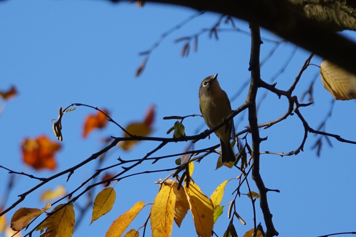eremittvireo - ML625459882