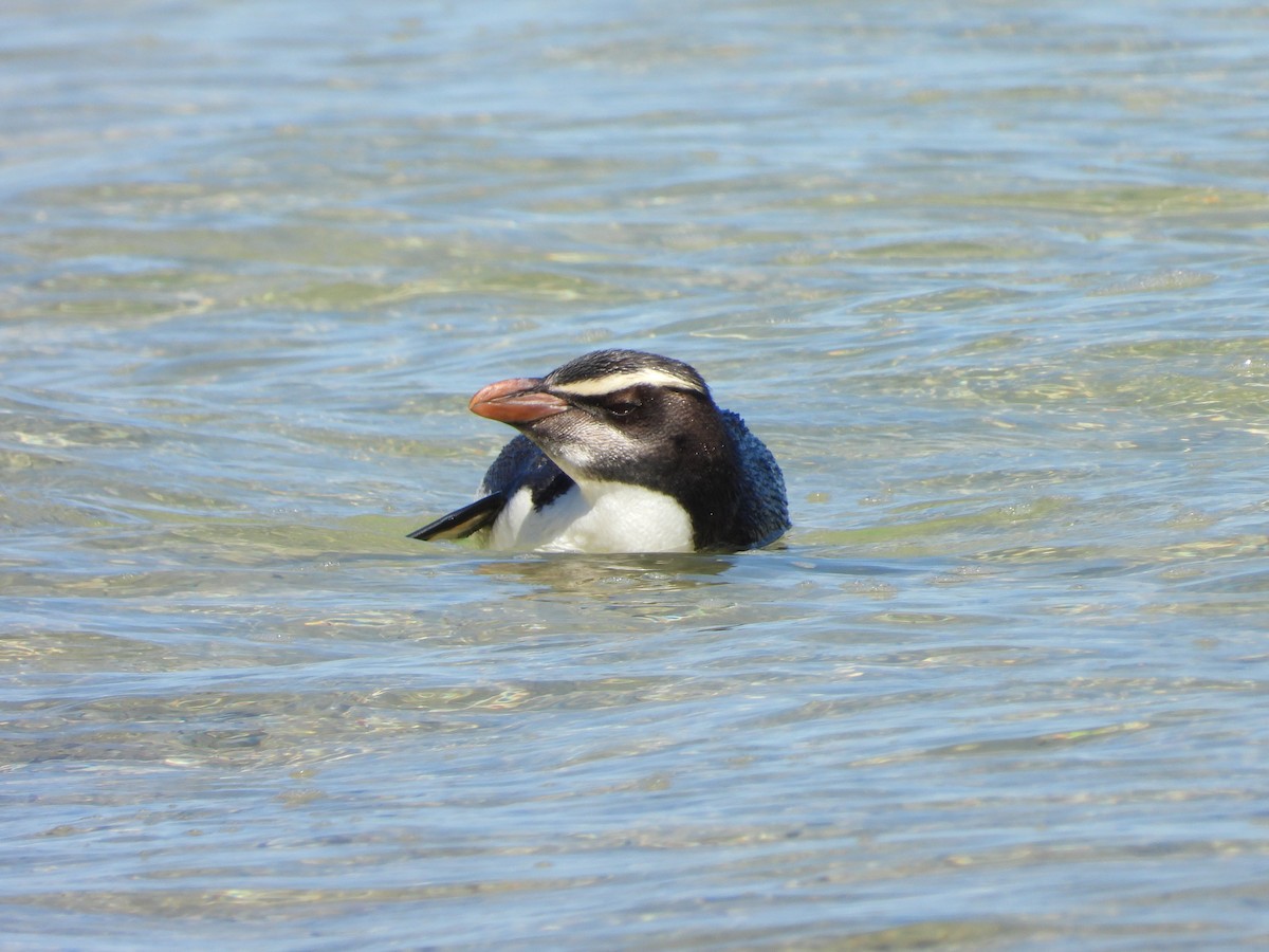 Sarı Kaşlı Penguen - ML625459917