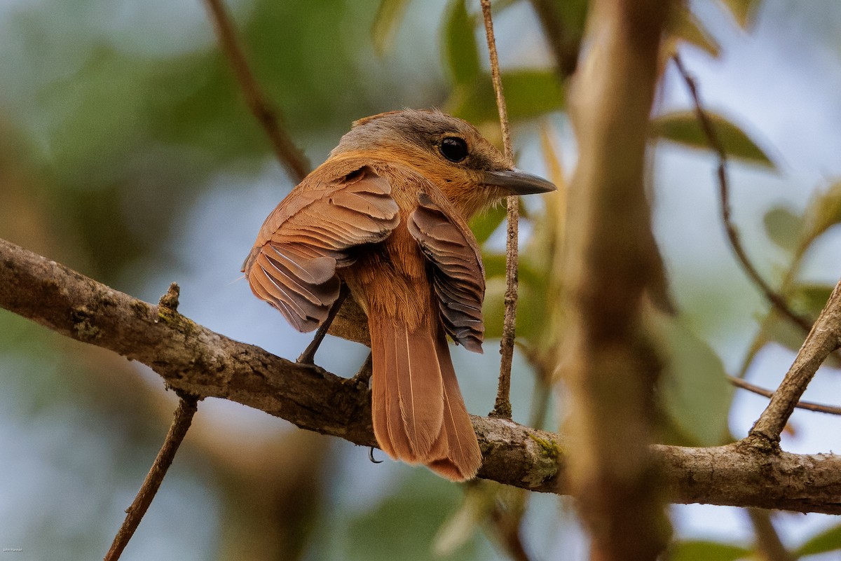 Chestnut-crowned Becard - ML625459936