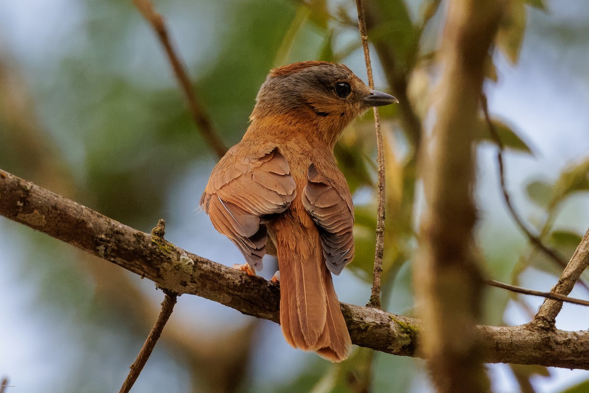 Chestnut-crowned Becard - ML625459937