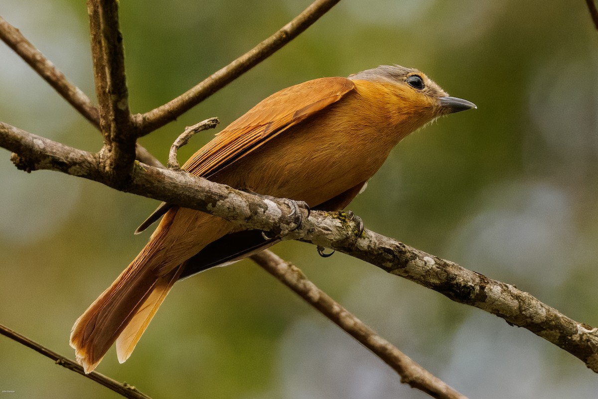 Chestnut-crowned Becard - ML625459938