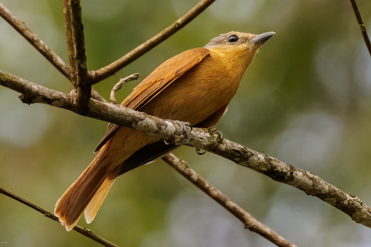 Chestnut-crowned Becard - ML625459939