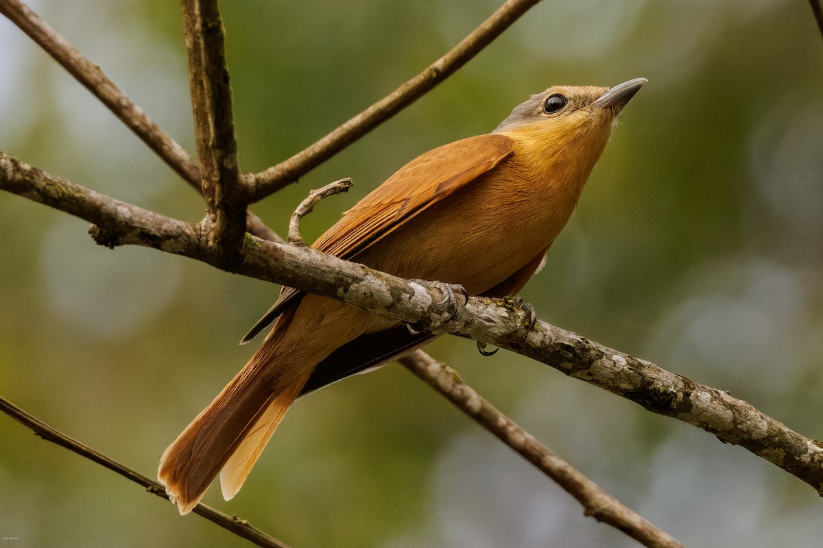 Chestnut-crowned Becard - ML625459940