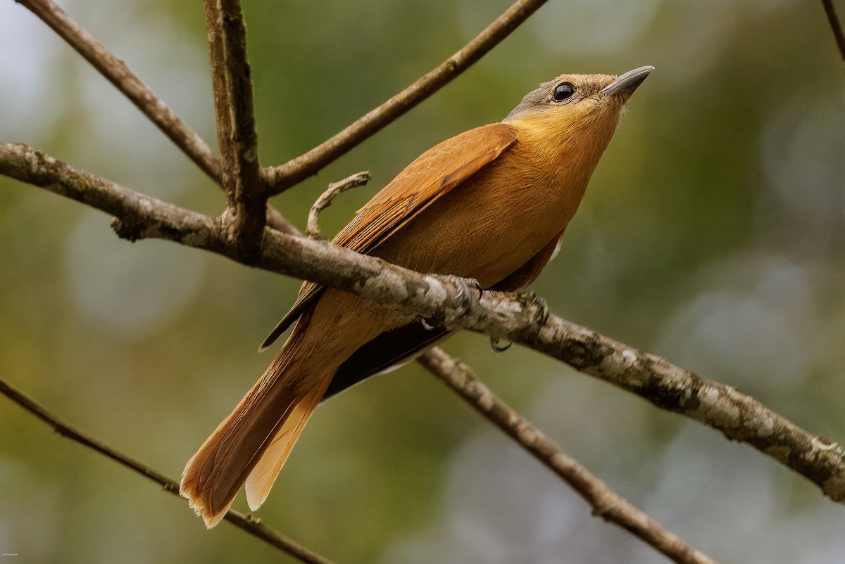 Chestnut-crowned Becard - ML625459941