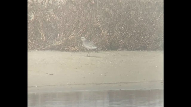 American Golden-Plover - ML625460049
