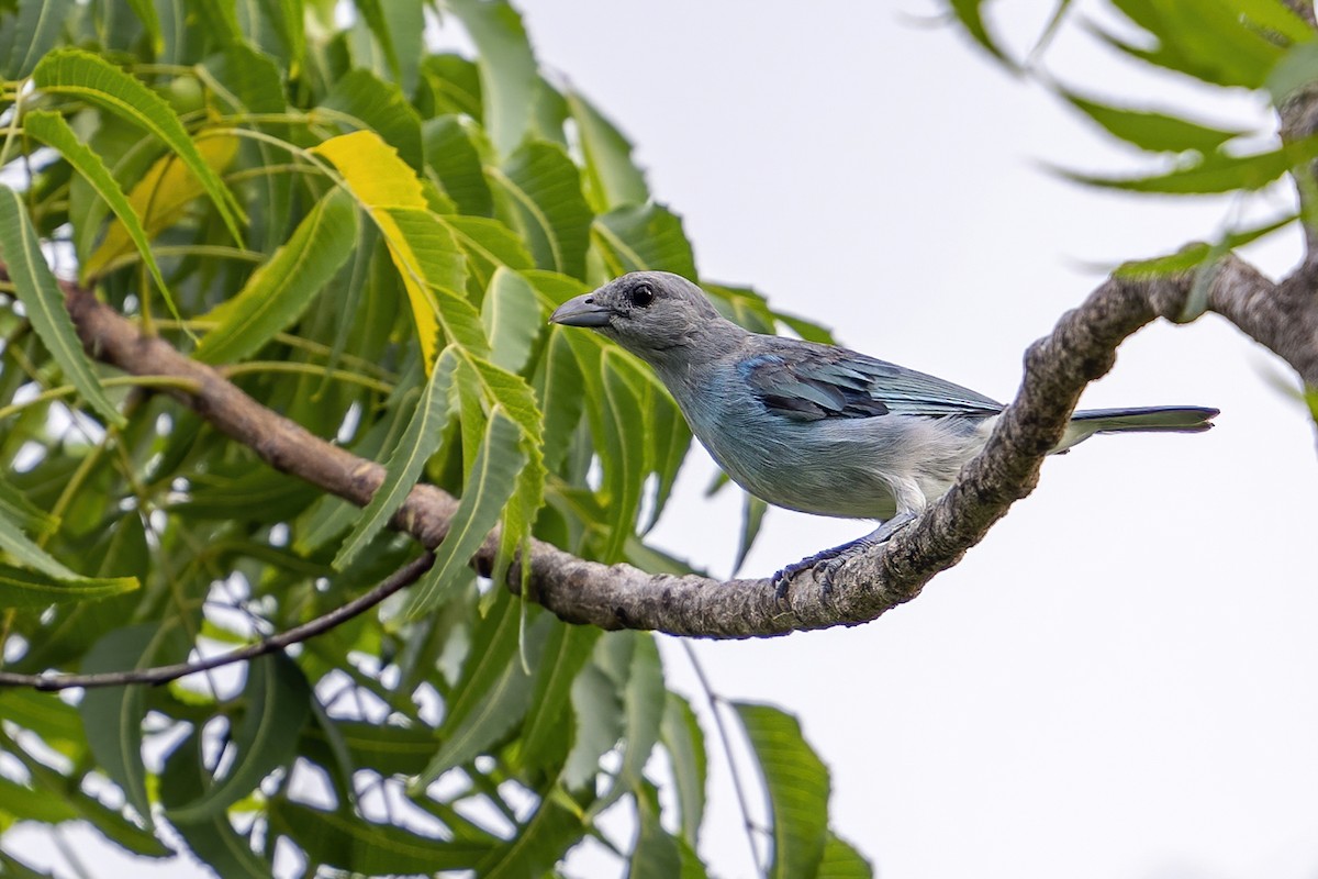 Glaucous Tanager - ML625460060