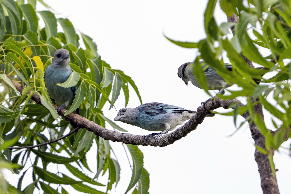 Glaucous Tanager - ML625460061