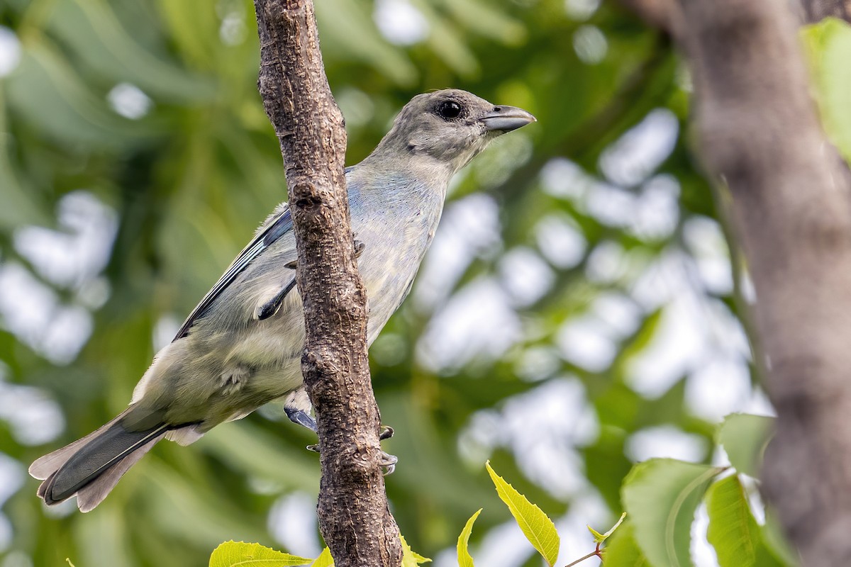 Glaucous Tanager - ML625460062