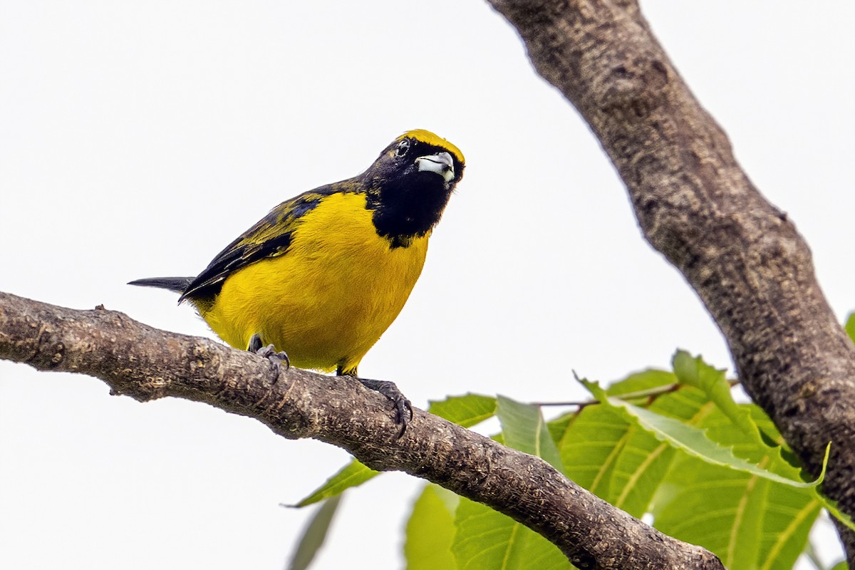 Trinidad Euphonia - ML625460106