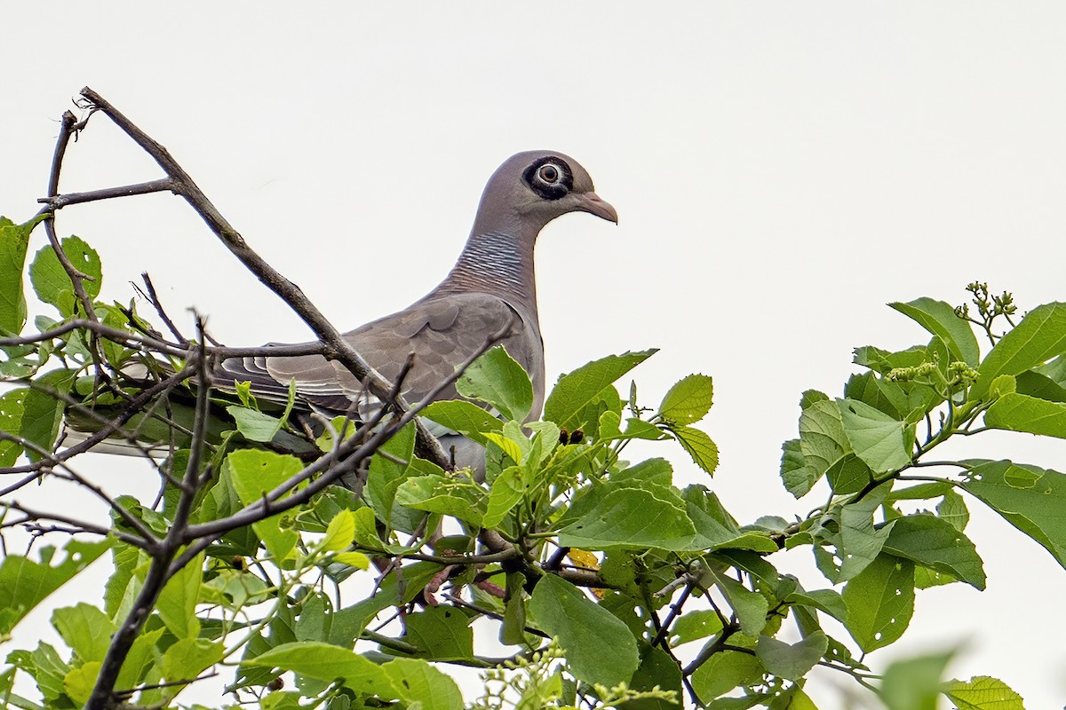 Bare-eyed Pigeon - ML625460107