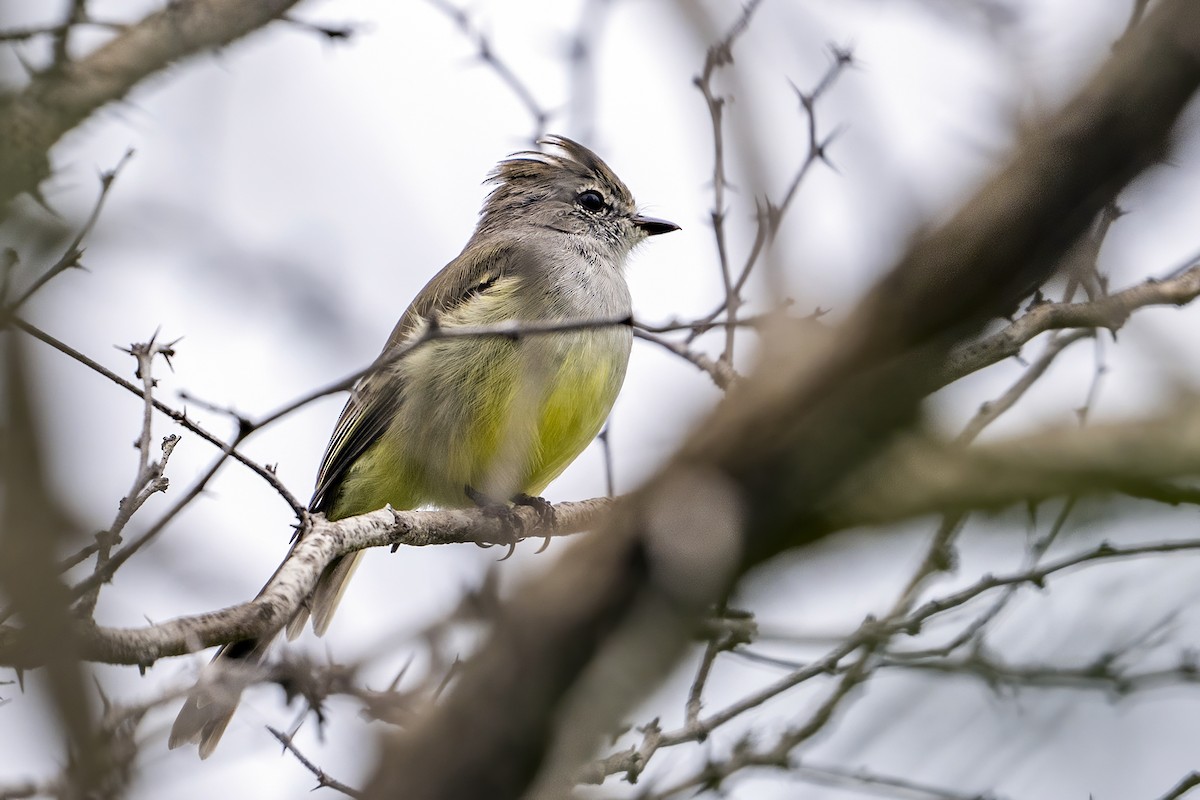 Northern Scrub-Flycatcher - ML625460110