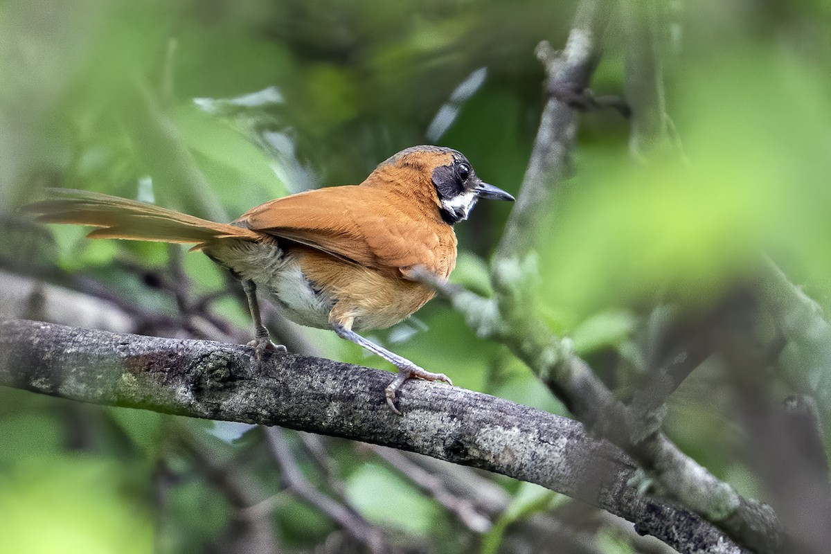 White-whiskered Spinetail - ML625460113