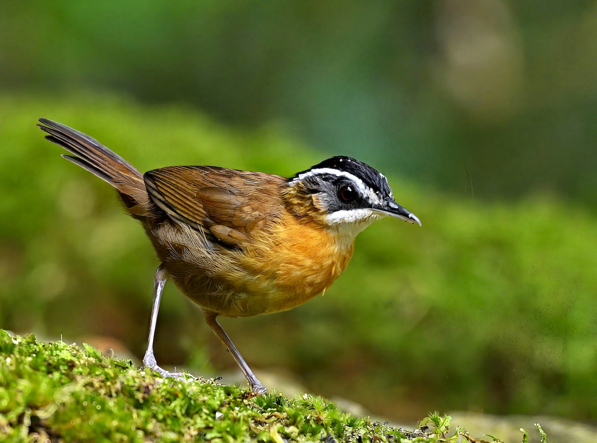 Bornean Black-capped Babbler - ML625460139