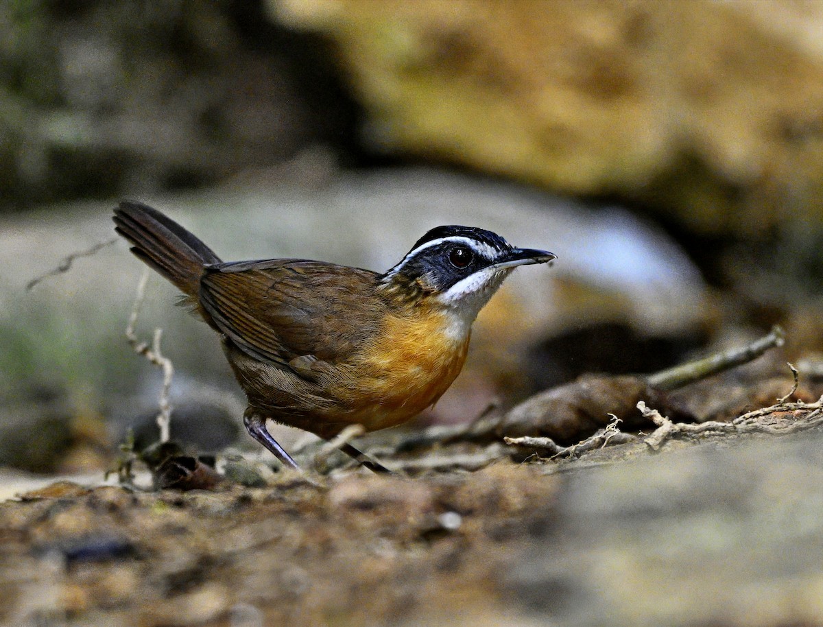 Bornean Black-capped Babbler - ML625460156