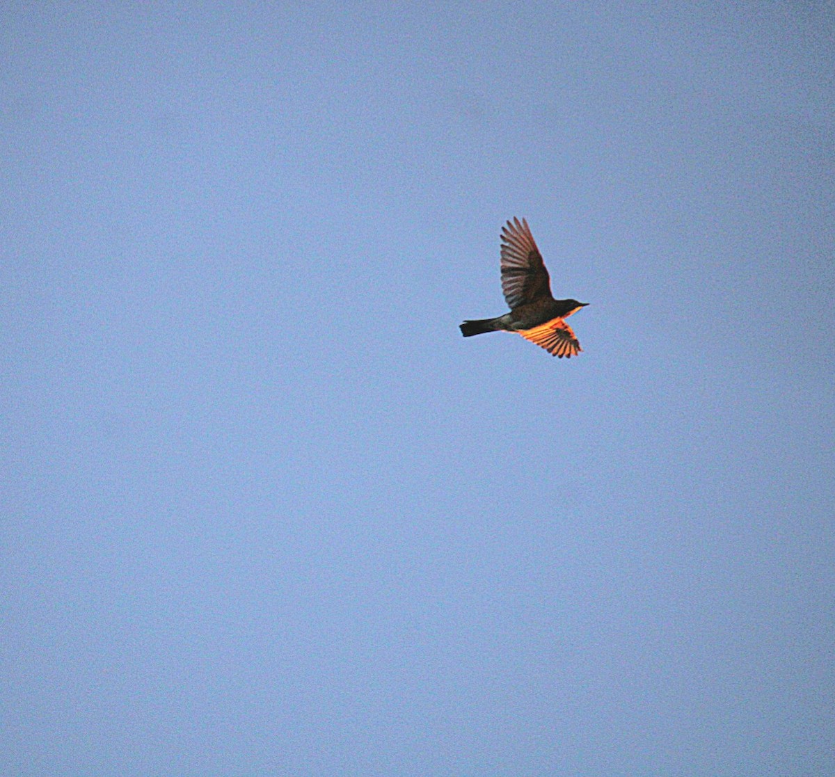 American Robin - ML625460259
