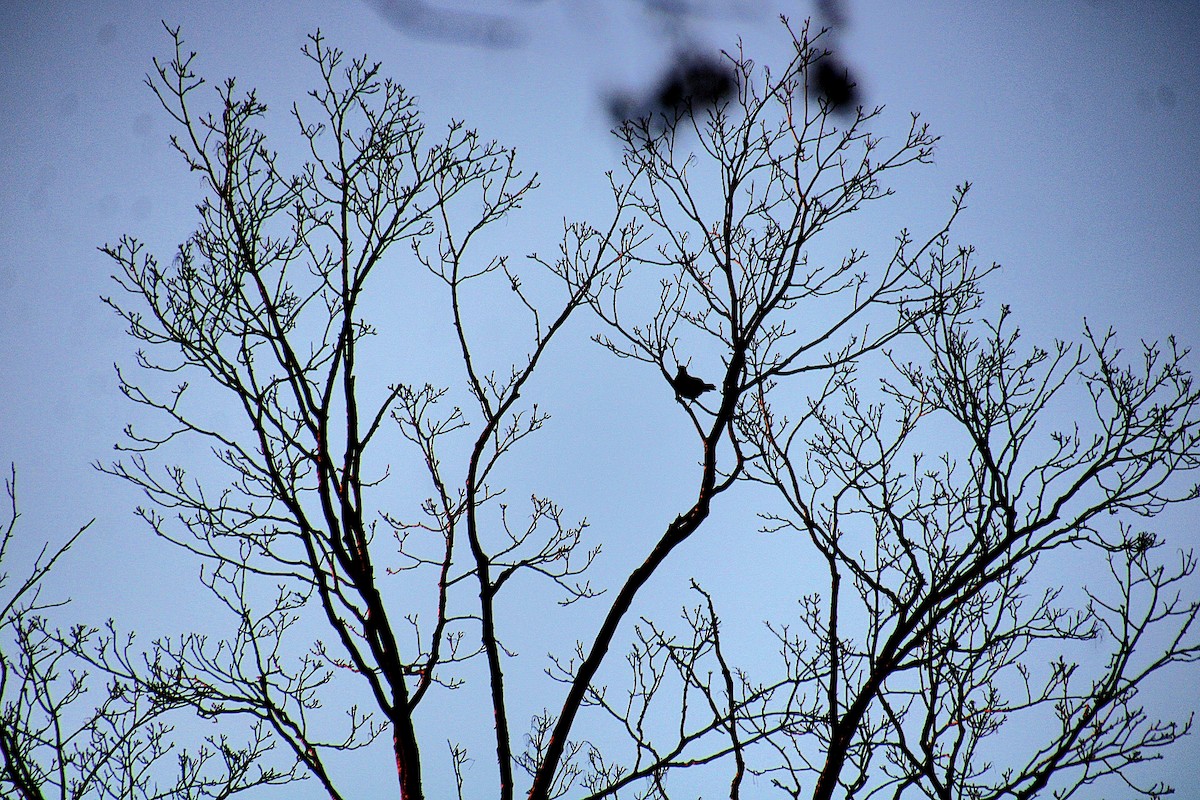 American Robin - ML625460260
