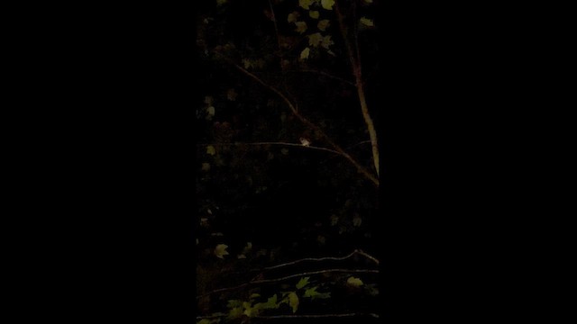 Eastern Screech-Owl - ML625460368