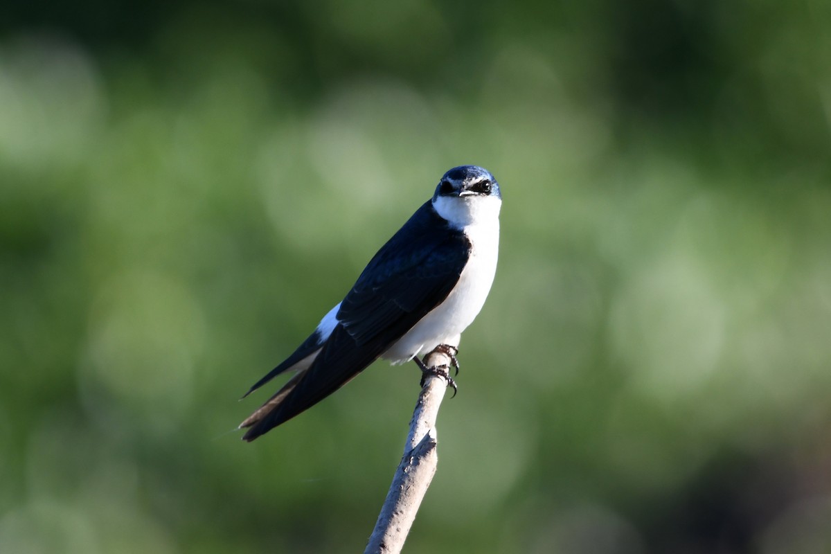 White-rumped Swallow - ML625460404