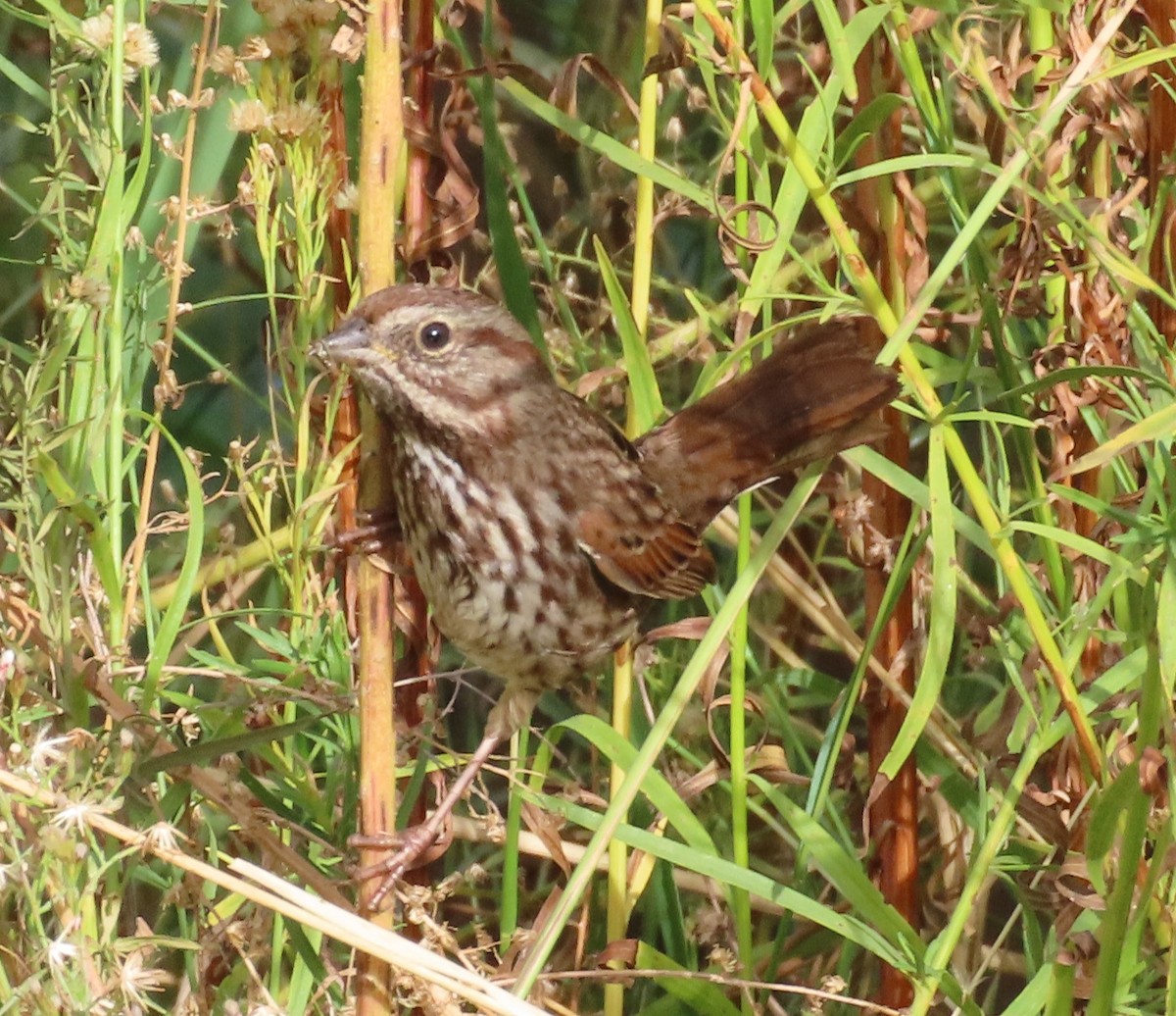 Song Sparrow - ML625460614