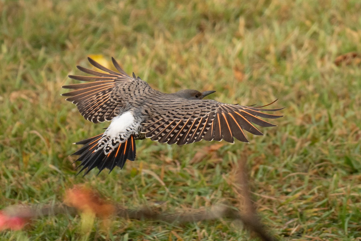 Northern Flicker - ML625460713