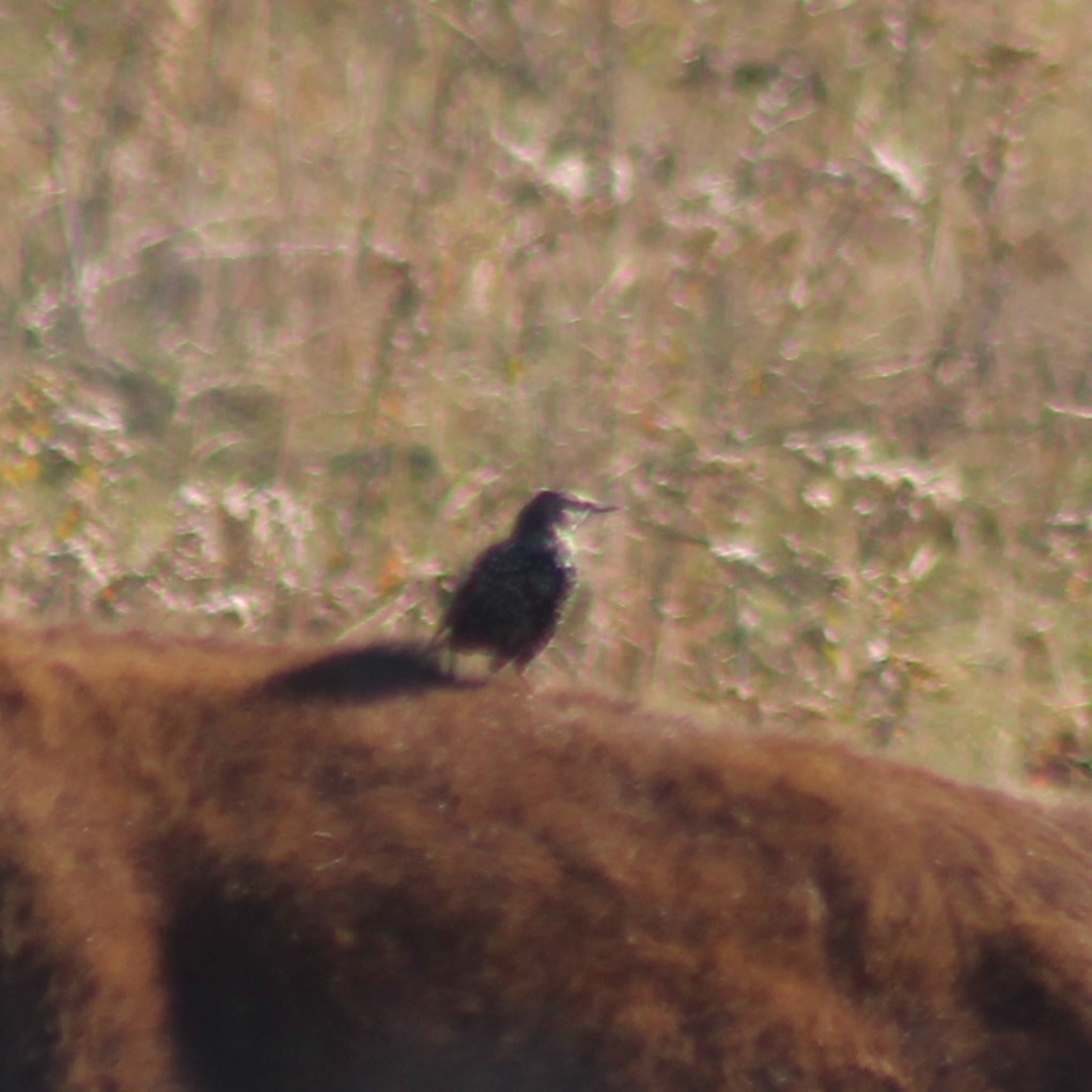 European Starling - ML625460729