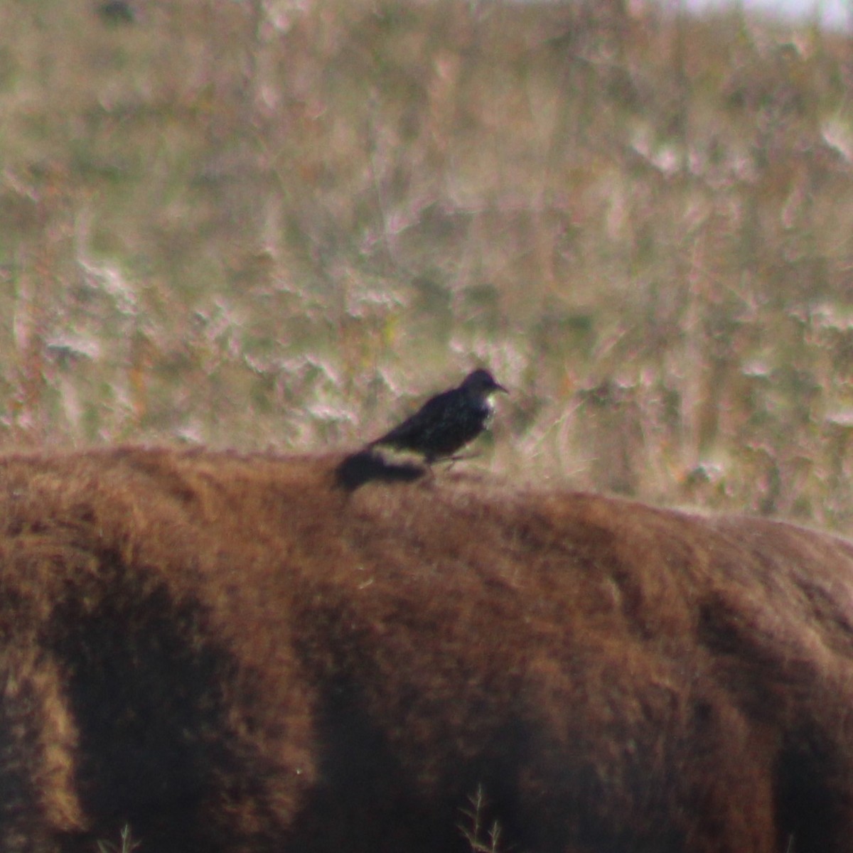 European Starling - ML625460731