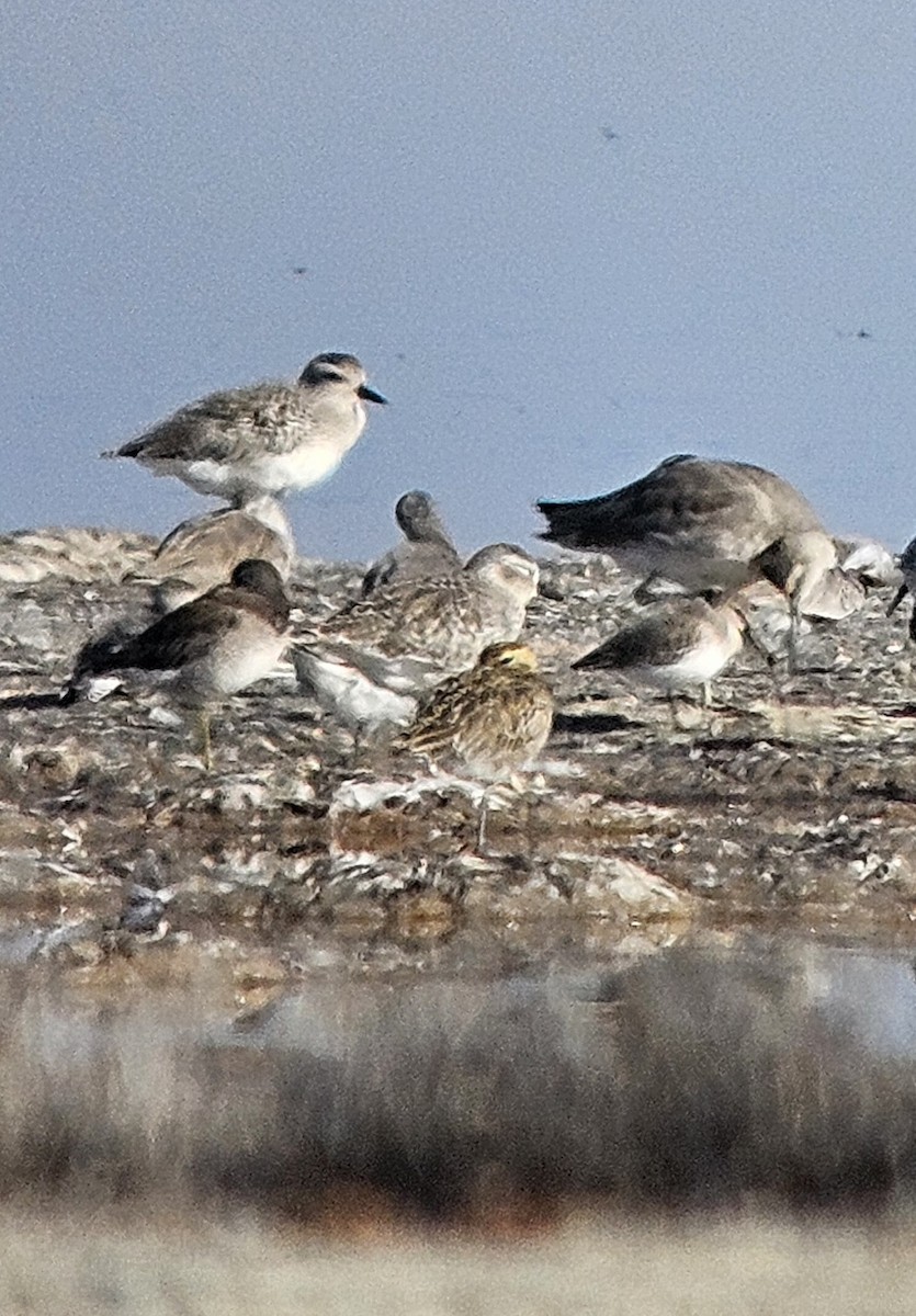 Pacific Golden-Plover - Lorri Lilja