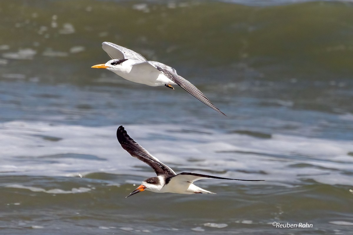 Bec-en-ciseaux noir - ML625460836