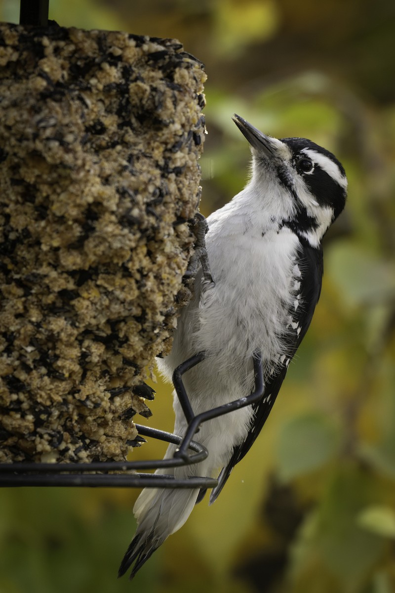 Hairy Woodpecker - ML625460901