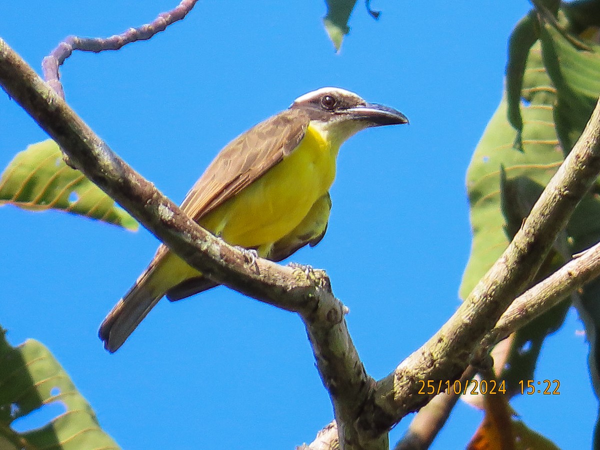 Boat-billed Flycatcher - ML625460911