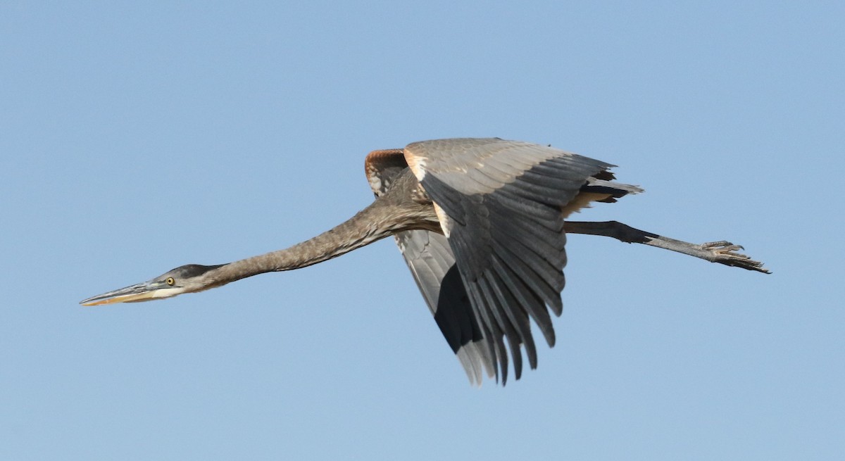 Great Blue Heron - ML625460916