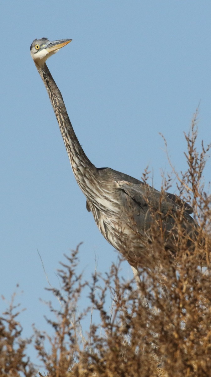 Great Blue Heron - ML625460917