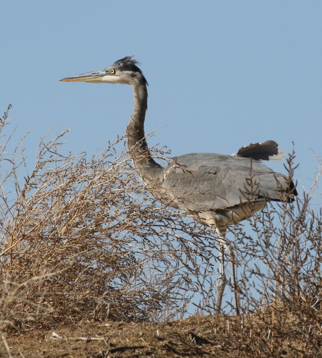 Great Blue Heron - ML625460919