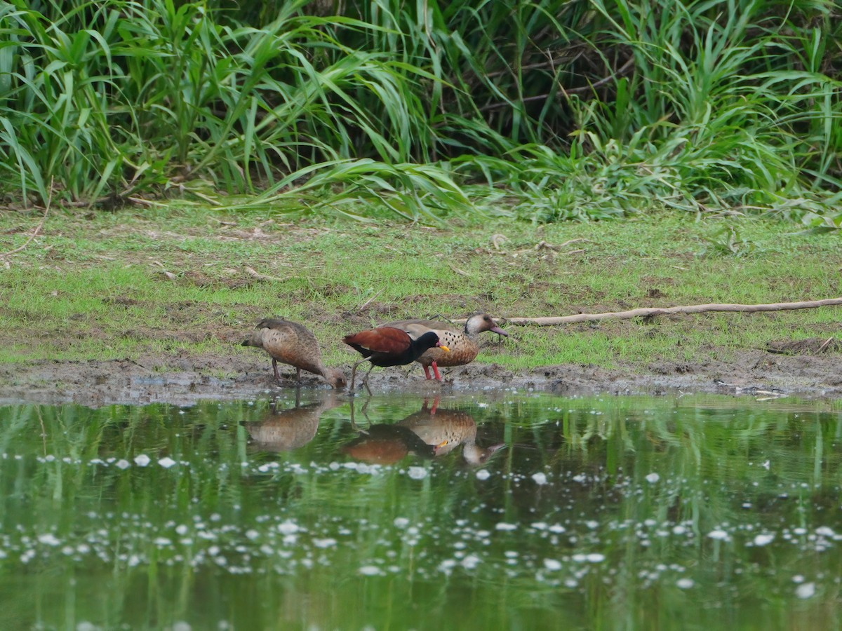 Jacana Suramericana - ML625460940