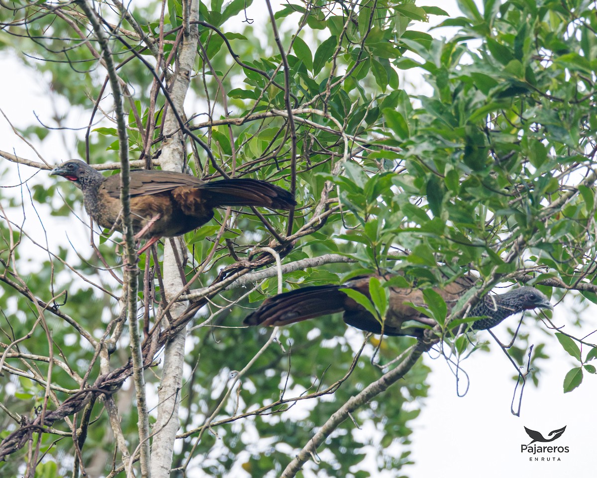 Colombian Chachalaca - ML625461078