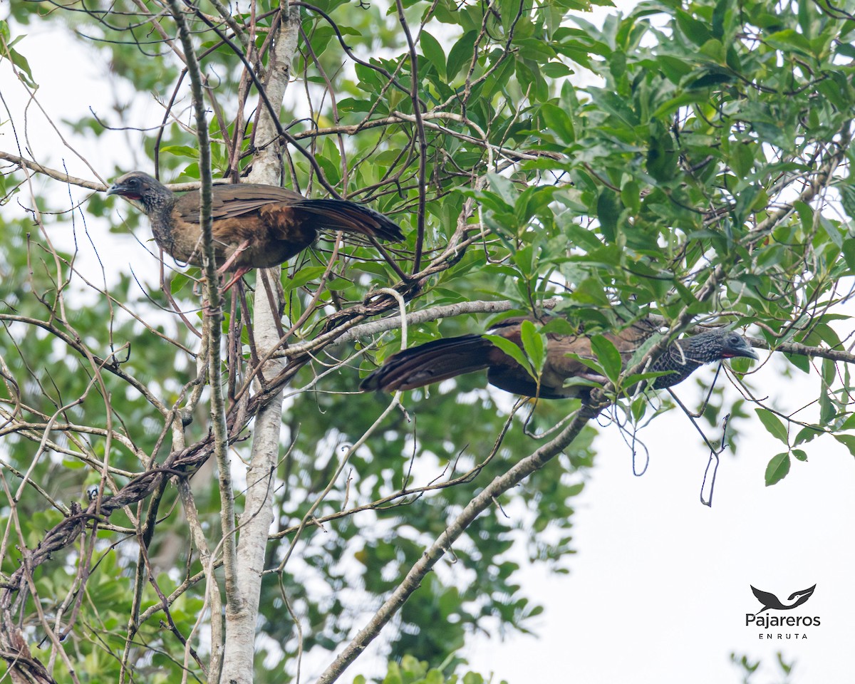 Colombian Chachalaca - ML625461079