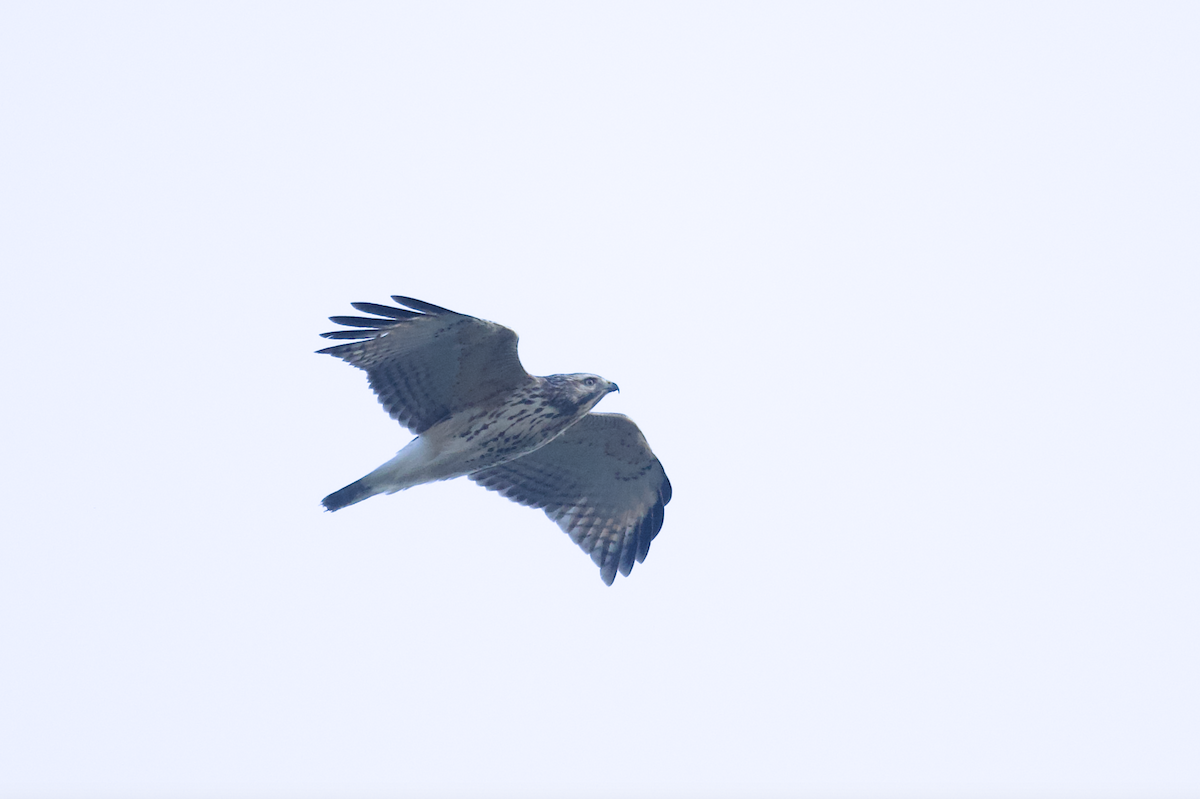 Red-shouldered Hawk - Owen Strickland