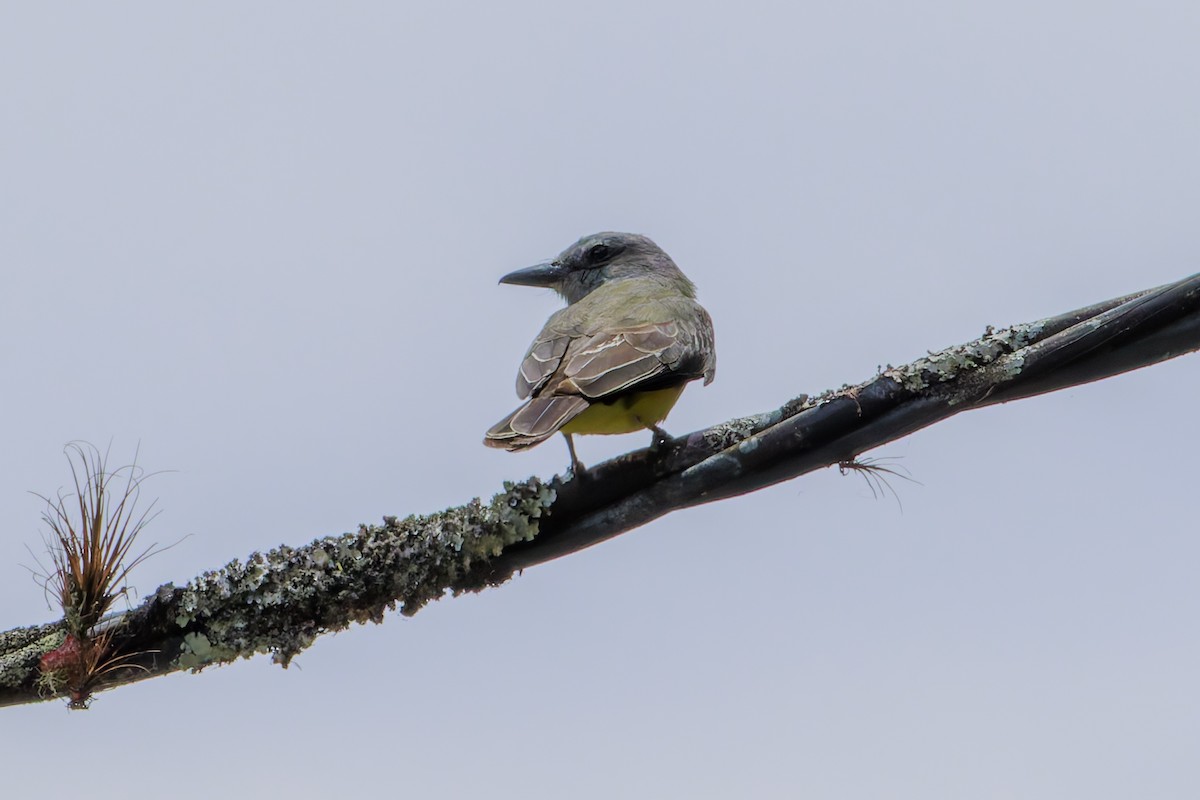 Tropical Kingbird - ML625461304