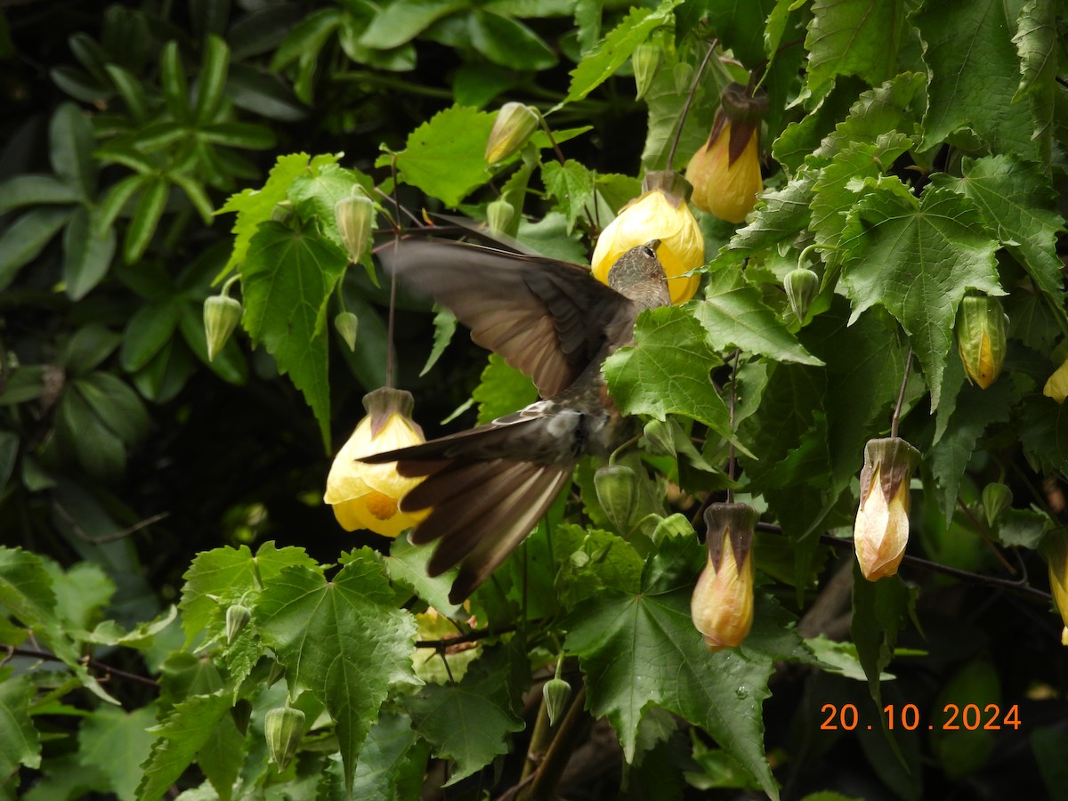 Giant Hummingbird - ML625461315